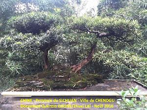Chendgu 007